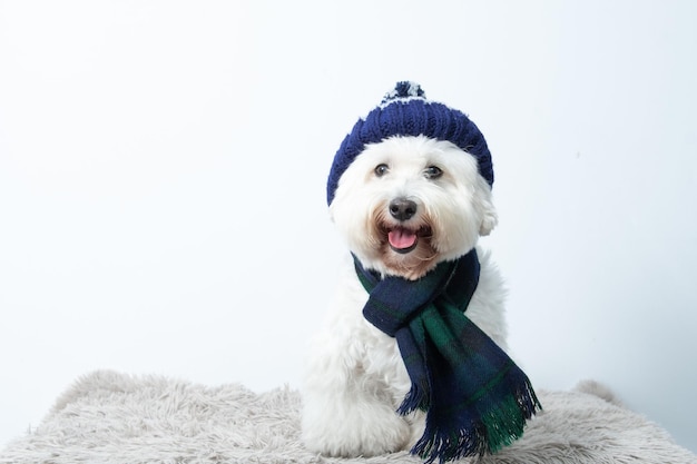 Adorabile bichon frise che indossa una sciarpa e un cappello isolati su sfondo bianco