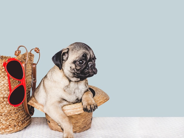 Adorabile borsa da viaggio e occhiali da sole per cuccioli