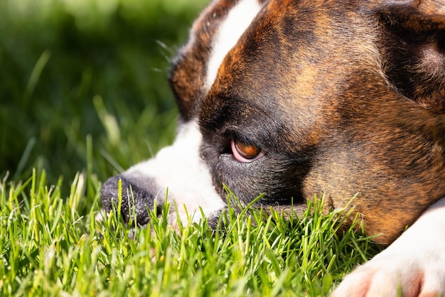 Adorabile Boxer Dog rilassante sull'erba all'esterno