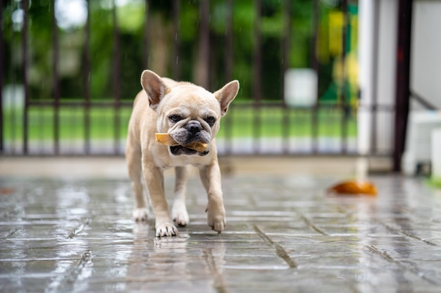 Adorabile bulldog francese che cammina sul terreno lastricato con il cibo in bocca