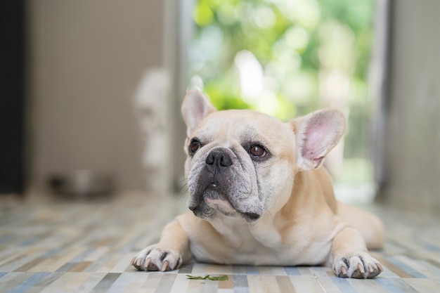 Adorabile bulldog francese sdraiato sul pavimento di piastrelle al coperto