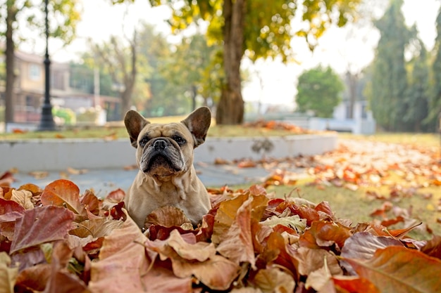 Adorabile bulldog francese seduto su foglie secche marroni.