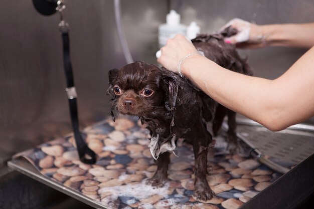 Adorabile cagnolino che viene lavato al salone di toelettatura