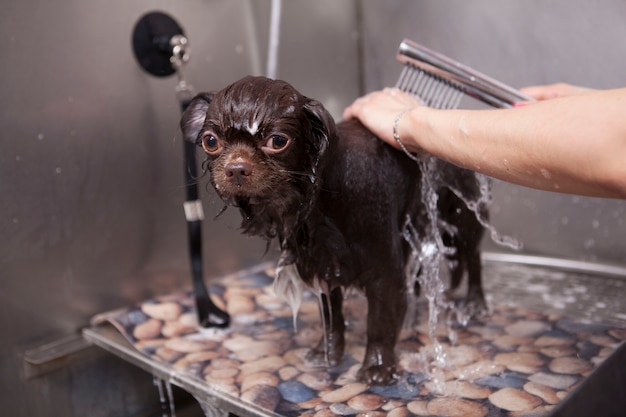 Adorabile cagnolino che viene lavato al salone di toelettatura