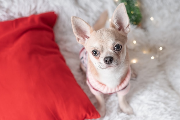 Adorabile cagnolino di Natale in maglione