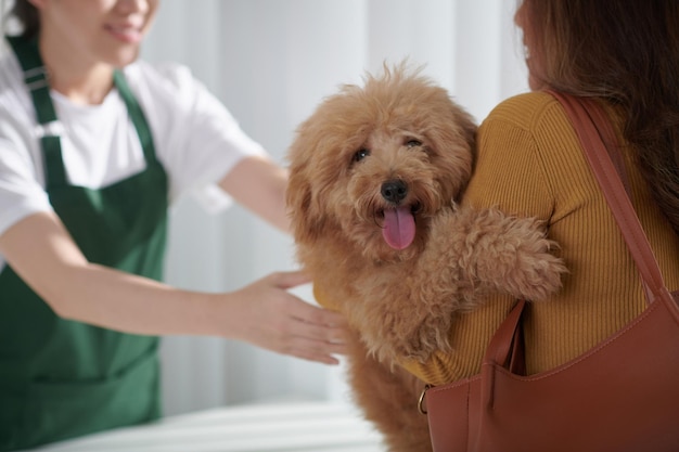 Adorabile cagnolino