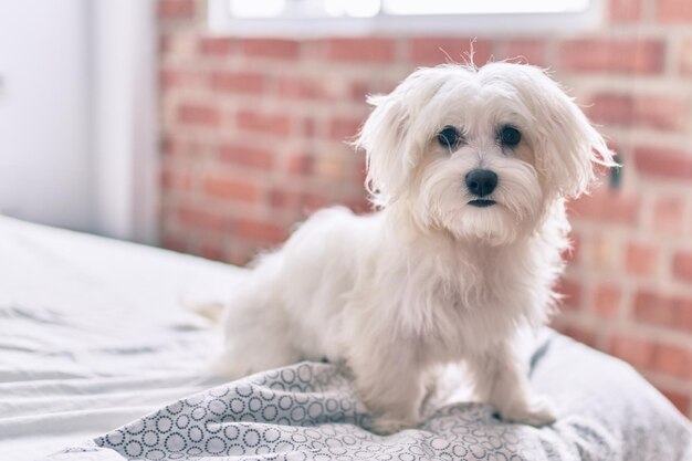 Adorabile cane bianco a letto