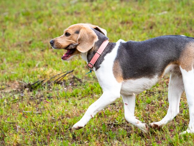 Adorabile cane che cammina con un bastone di legno su un campo erboso. Cucciolo marrone e bianco con un collare rosa che cammina con un bastone in bocca.