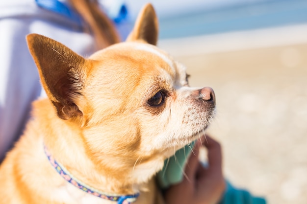 Adorabile cane chihuahua