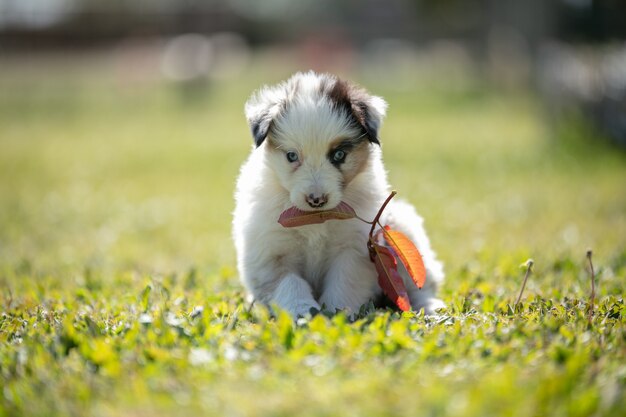 Adorabile cane da pastore australiano nell'erba fuori
