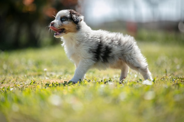 Adorabile cane da pastore australiano nell'erba fuori