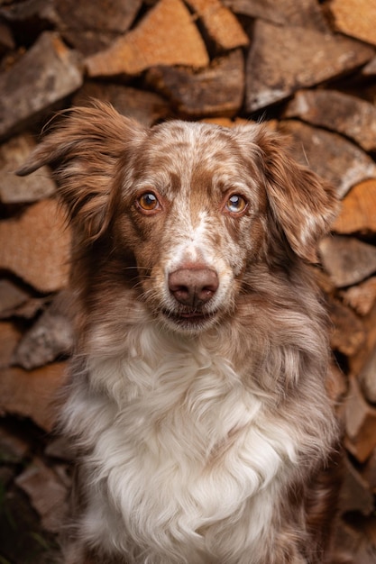 Adorabile cane da pastore australiano su uno sfondo di parete in legno