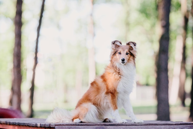 Adorabile cane da pastore delle Shetland