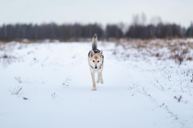 Adorabile cane da pastore fuori nel prato invernale