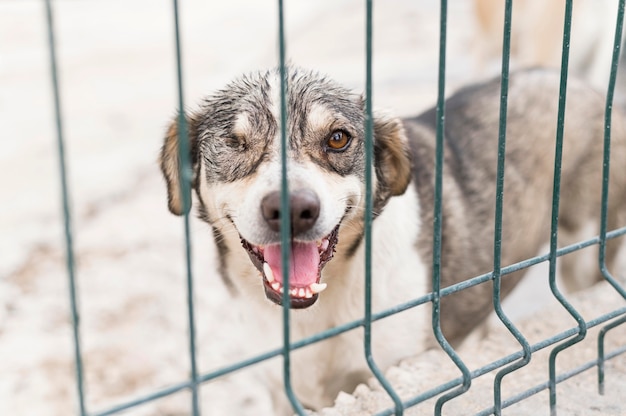 Adorabile cane da salvataggio al rifugio di adozione dietro il recinto