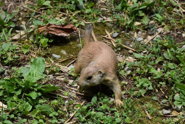 Adorabile cane della prateria dalla coda nera che gioca tra le erbacce.