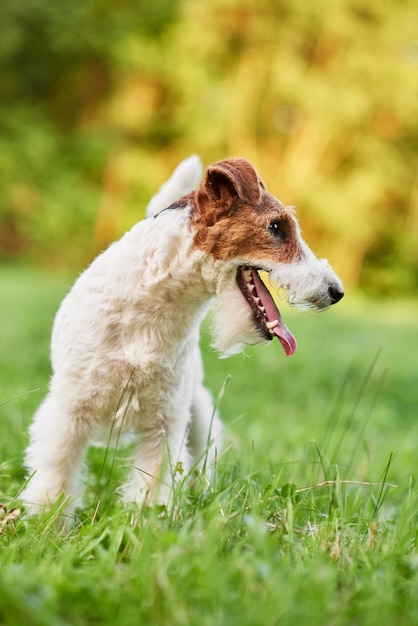 Adorabile cane felice fox terrier al parco