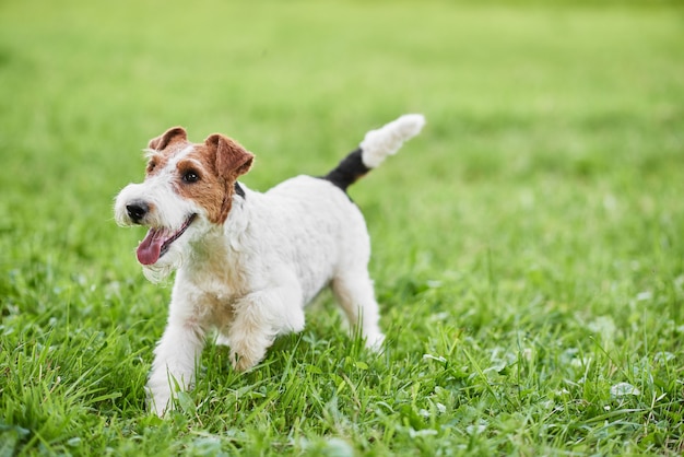 Adorabile cane felice fox terrier al parco