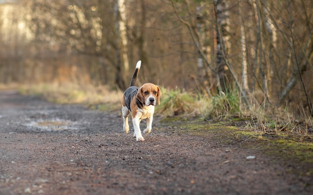 Adorabile cane in piedi sul sentiero alla luce del giorno in una giornata di sole