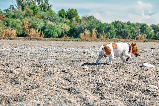 Adorabile cane Jack Russell Terrier che gioca sulla spiaggia di ciottoli