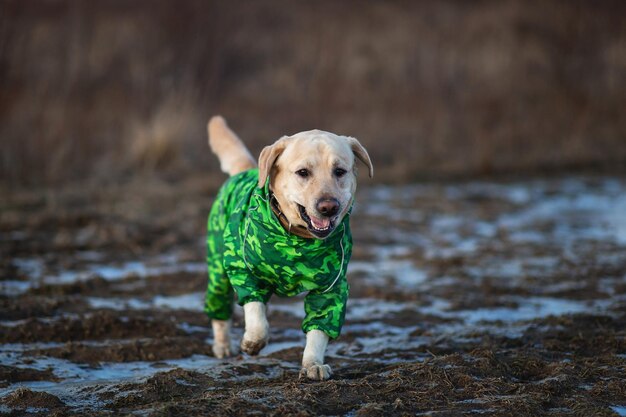 Adorabile cane labrador dorato in impermeabile verde in un campo