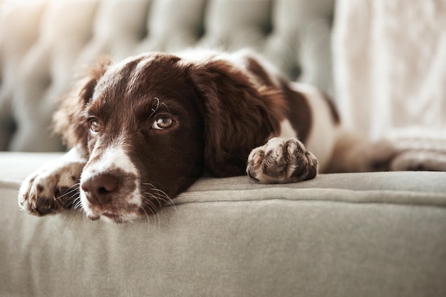 Adorabile cane rilassarsi e divano sdraiato annoiato nel soggiorno che sembra annoiato o carino con la pelliccia a casa Ritratto di animale domestico o cucciolo rilassato con le zampe sull'interno del divano che si rilassa a casa