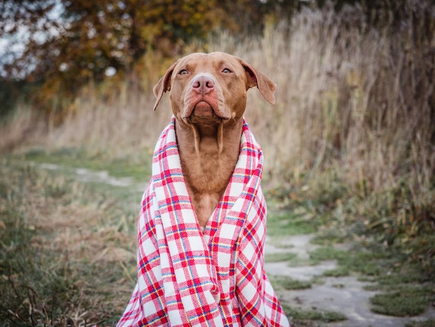 Adorabile cane seduto sull'erba Autunno