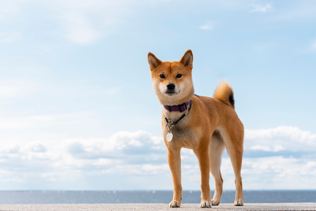 Adorabile cane shiba inu all'aperto