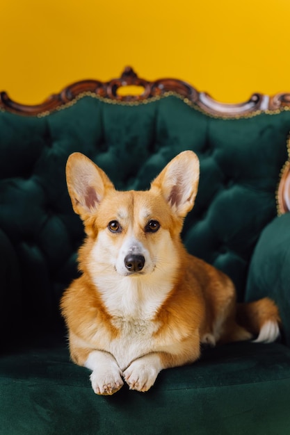 Adorabile carino Welsh Corgi Pembroke sdraiato sulla sedia reale su sfondo giallo studio Razza di cane più popolare