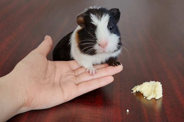 adorabile cavia americana tricolore con vortice sulla testa