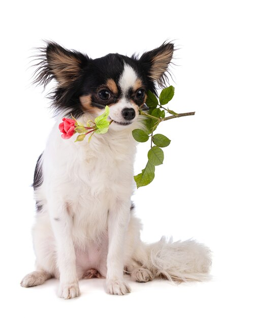 Adorabile chihuahua con una rosa in bocca