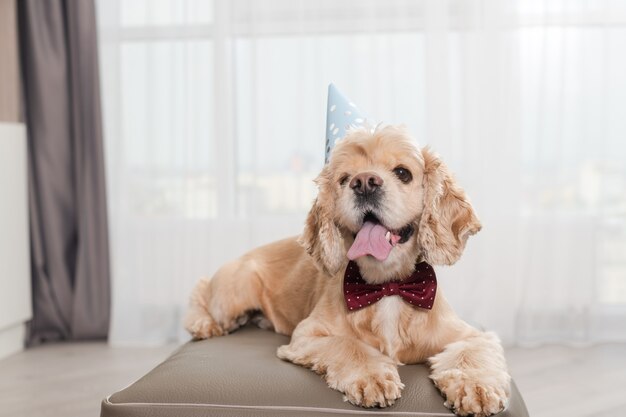 Adorabile cocker spaniel in look da compleanno con berretto a cono da festa e fiocco rosso