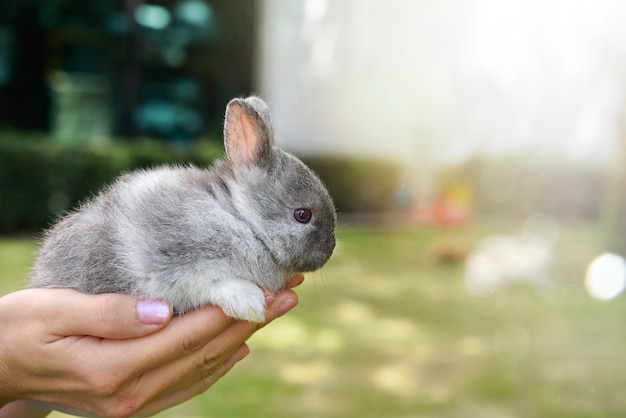 Adorabile coniglietto sbilenco nelle mani. simpatico coniglio domestico coccolato dal suo proprietario. concetto di amore per gli animali.
