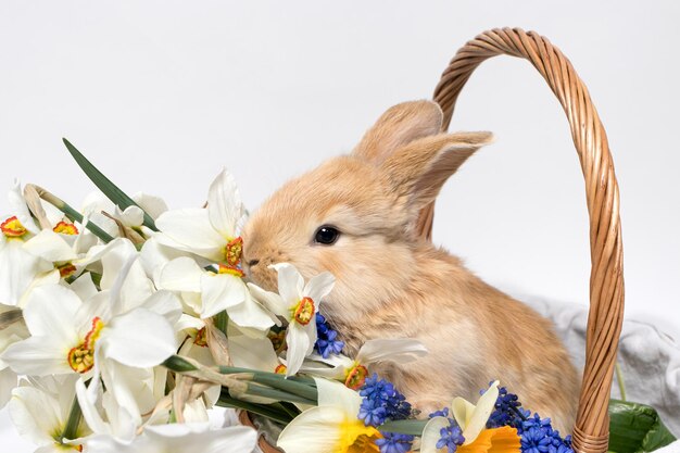 Adorabile coniglietto seduto in un cesto con narciso