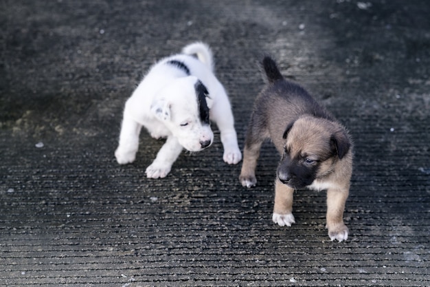 Adorabile cucciolo che gioca all'aperto