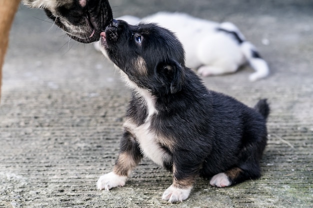 Adorabile cucciolo che gioca all'aperto