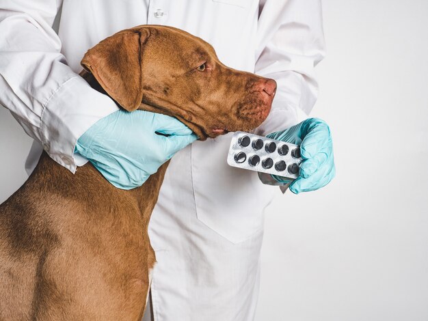 Adorabile cucciolo color cioccolato alla reception dal medico veterinario. Primo piano, sfondo isolato. Foto da studio. Concetto di cura, educazione, addestramento all'obbedienza e allevamento di animali domestici