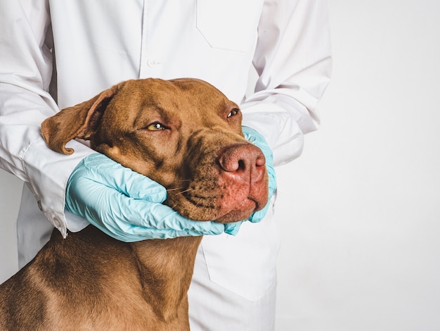 Adorabile cucciolo color cioccolato alla reception dal medico veterinario. Primo piano, sfondo isolato. Foto da studio. Concetto di cura, educazione, addestramento all'obbedienza e allevamento di animali domestici