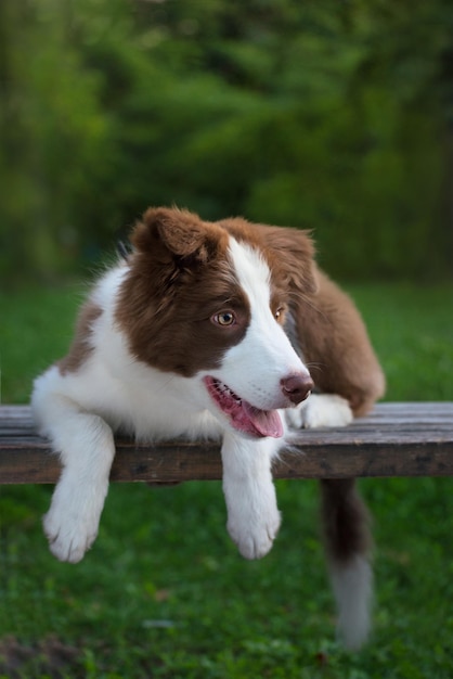 Adorabile cucciolo di Border Collie seduto per terra Cucciolo soffice di quattro mesi nel parco