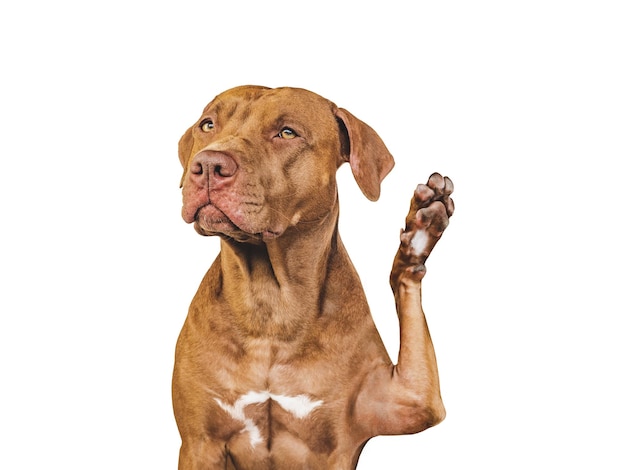 Adorabile cucciolo di cane che dà il cinque