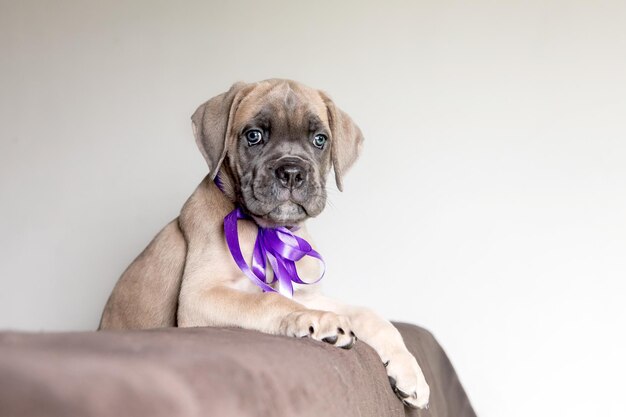 adorabile cucciolo di cane corso