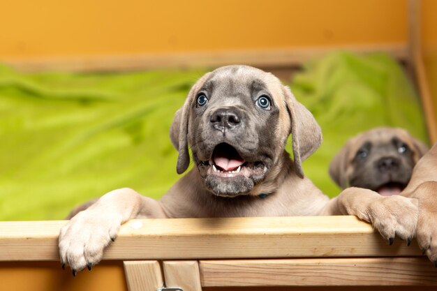 adorabile cucciolo di cane corso