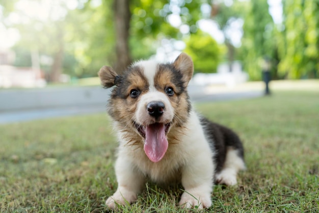 Adorabile cucciolo di Corgi Pembroke con la lingua fuori nel parco