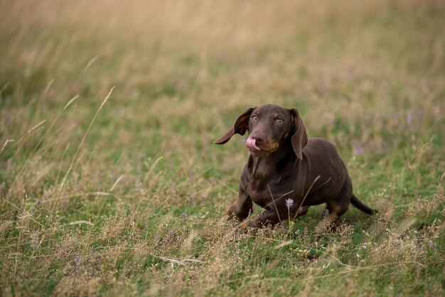 Adorabile cucciolo di dachshund che gioca nell'erba