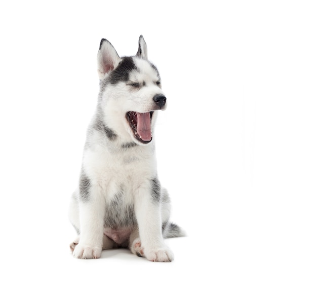 Adorabile cucciolo di husky siberiano sdraiato sul pavimento