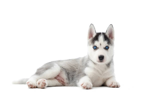 Adorabile cucciolo di husky siberiano sdraiato sul pavimento