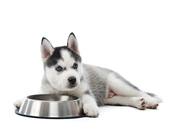 Adorabile cucciolo di husky siberiano sdraiato sul pavimento