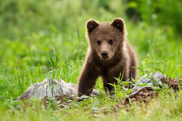 adorabile cucciolo di orso bruno nel prato