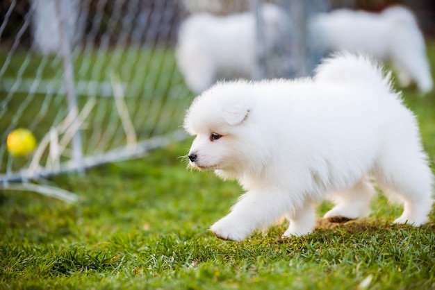 Adorabile cucciolo di samoiedo che corre sul prato