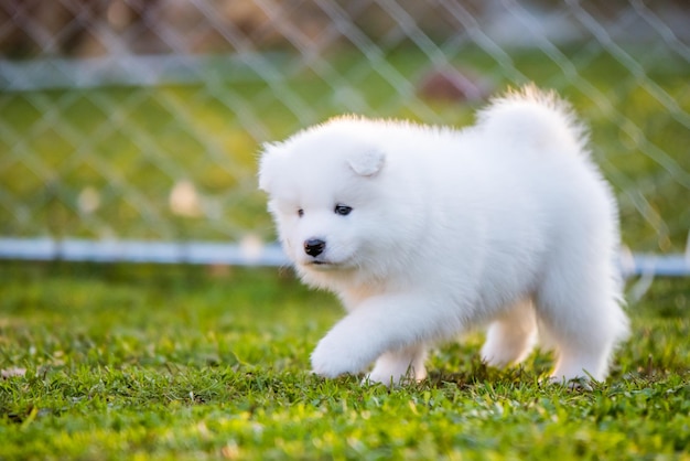 Adorabile cucciolo di samoiedo che corre sul prato